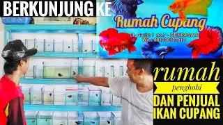 Berkunjung ke rumah penjual ikan cupang berkualitas - rumah cupang depansar bali