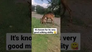 Did you know this about Alpine goats?🐐#dairygoats#fitfarmer#shorts