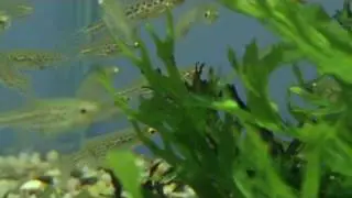 Danio Tinwini (spotted danio) for sale at Tyne valley Aquatics near Newcastle