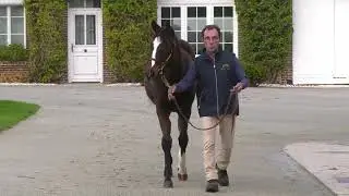 2022 Vente d'Elevage - Lot 511 f. HOLY ROMAN EMPEROR x DIABLESSE