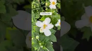 Fall Color Landscape Plants