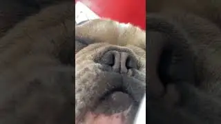 funny dog dreaming about food #shorts