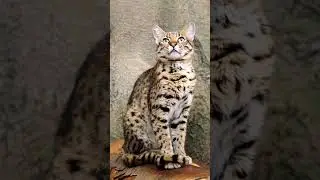 Geoffroy's Cat EP17 | The Tiny Feline of South America's Grasslands