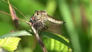 Downland Robberfly (Machimus rusticus) - Brighton, June 2020