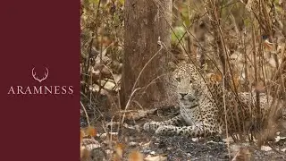 An Incredibly Rewarding Leopard Sighting