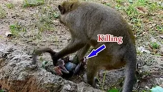 Extremely hurt..  Sorrowful of Daniela's life | DeeDee kneads Daniela's neck tightly on ground