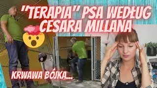 METODY ZAKLINACZA PSÓW #2 Oceniam (nie)śmieszne filmiki z psami #5 Psia komunikacja