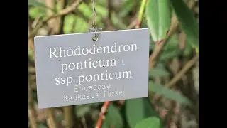 Rhododendron ponticum, Pontischer Rohdodendron und Toll-Honig