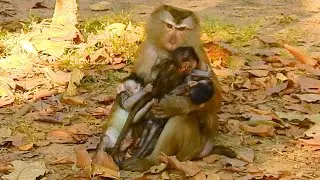 Very best pigtail Cara love all babies monkeys
