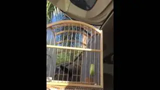 El pichon de west palm