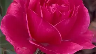 Don&rsquo;t give up #motivation #asmr #relaxing #roses #nature #flowers #growth #video #fyp
