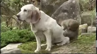 Monkey picks fleas off happy dog