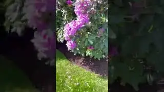 Coco brown mulching