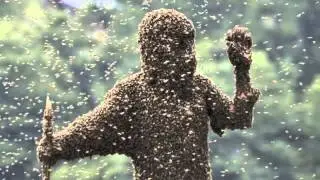 Africanized Bees Documentary