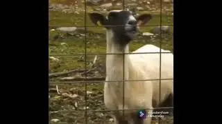 Goat Screaming | Meme