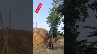 TREE cutting video #shorts #shortsfeed #youtubeshorts #trending #viral