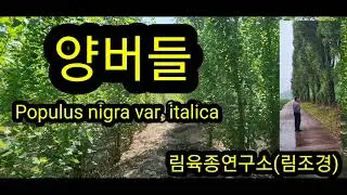 양버들묘목(Populus nigra var. italica)