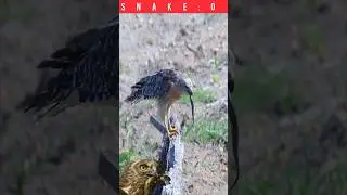 Hawk engulfing a snake#wildlife#wildlife_shots