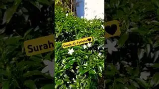 Quran Recitation with beautiful flower #arabic #egzonibrahimi #surafatiha #quran #quranrecitation