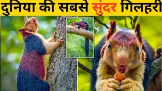 Indian beautiful squirrel #shorts #ytshorts #youtubeshorts