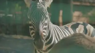 Zebra Facts : Stripes and Surprises!