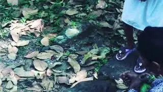 Monkey attack angkor wat temple