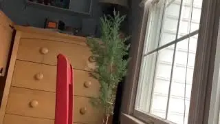 Conifer #5
