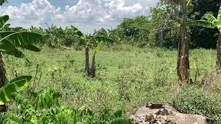 Cheap Construction OR Farm Land for Sale in Quartier-Morin, Cap-Haitien - Flat, Build-Ready