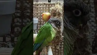 cute parrots | budgie sounds
