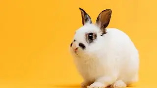 Cute Bunny playing and Small Rabbits _#10_ | The Pets Universe