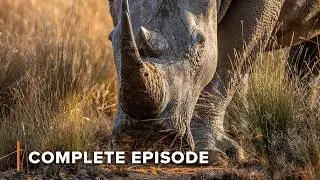 Kenya Wildlife Diaries - FULL SEASON MARATHON 2