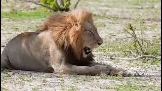 Lion Roaring 