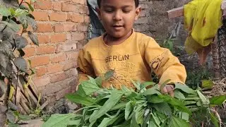 Harvesting for Turmeric //  Haldi Indian farmers #viral #trends #fatmer #plantsofindia #video 