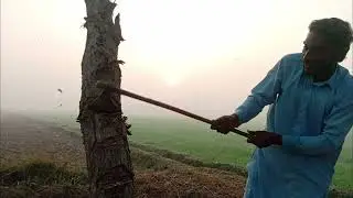 🌫️🔥 Foggy Morning Wood Cutting ASMR | Deep Axe Sounds in Silent Fields 🌿🪵 #foggy #woodcutting #asmr 