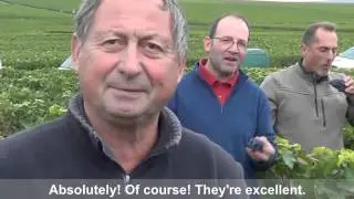 2015 Harvest in Champagne with the Association Verzenay Grand Cru de Champagne