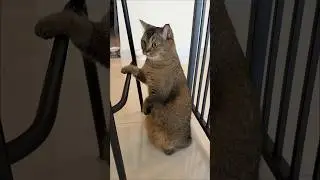 Фирменная поза активирована 🐈😼