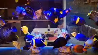 saltwater fish only tank 2020