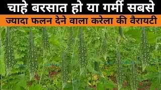 Karela ki top best variety || Bitter gourd best variety || करेला की सोबसे अच्छा किस्म