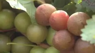 Middle Georgia Vineyard Honors Grower's Late Mother