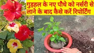 Get Maximum Flower on Hibiscus Plant /Hibiscus plants report care & fertilizers #hibiscus #repotting