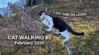 CAT WALKING 5, February 2025, LAST TIME ON THE LEASH #leashtraining #catwalking #cat