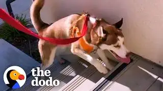 Неуверенный хаски не сдавался, пока не достиг вершины | The Dodo