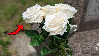 These Artificial Roses Are Beautiful!  Great for Crafts!