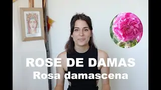 L'huile essentielle de la Rose de Damas - Rosa damascena (et olfaction)