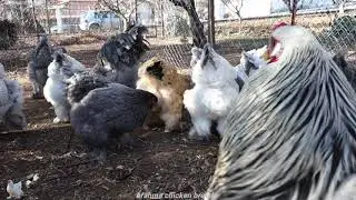 brahma chicken breeds - Group Chickens Going Out Coop - AGROKOTA.GR - sony rx100