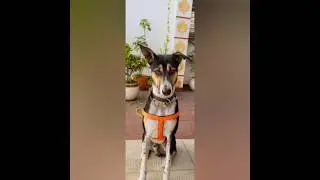 ●●Buddy album 2●●#street dog buddy #trending #doglover