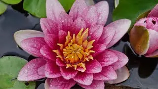 Middleton Hall and Gardens (Historic Houses) Part 2