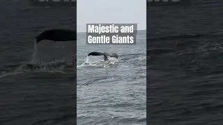 Humpback Whale Sighting 🐋 | Channel Islands Tour Magic #shorts