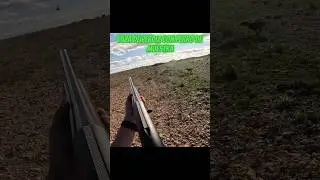 Caza de perdiz con perro de muestra #bracoaleman