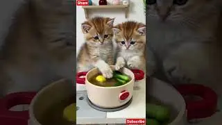 Soup Time with Fluffy Chefs! #CookingCats #SoupKitty #KitchenPets #CuteCatVideo #PetFun